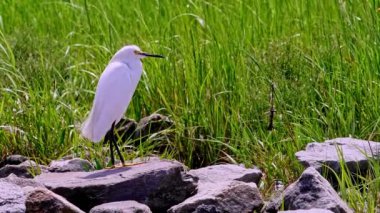 Snowy egret standing o rock near ocean in sunny day