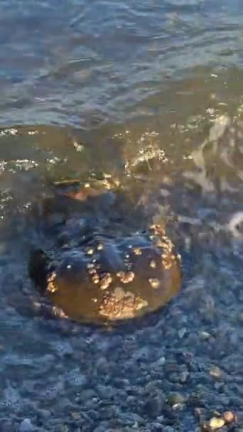 Horse Shoe Crabs Water Beach — Stockvideo