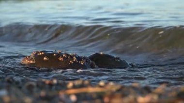 Two horse shoe crab inside water on beach