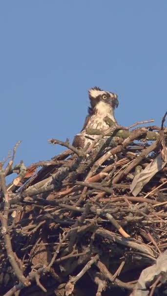 Osprey Sitting Nest Blue Sky — ストック動画