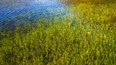 Göletteki yeşil çimlerden basit bir arkaplan