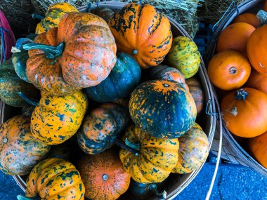 Ekim 'de kabaklar yukarıdan kovanın içine karışır