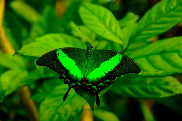 Метелик фермі в Аруба — стокове фото
