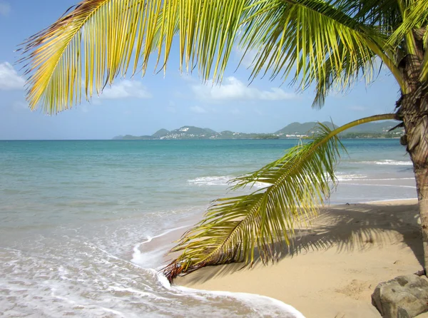Palm Ocean Tropical Beach het Caribisch gebied — Stockfoto