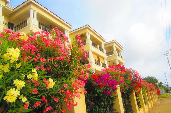 Bonaire — Fotografia de Stock