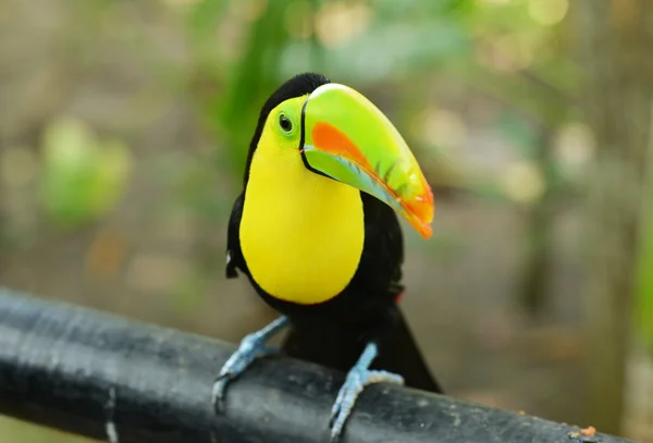 Oturma toucan — Stok fotoğraf