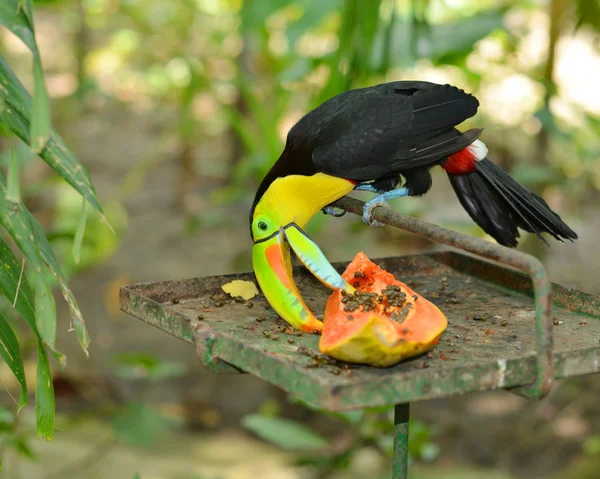 Papaya yiyen — Stok fotoğraf