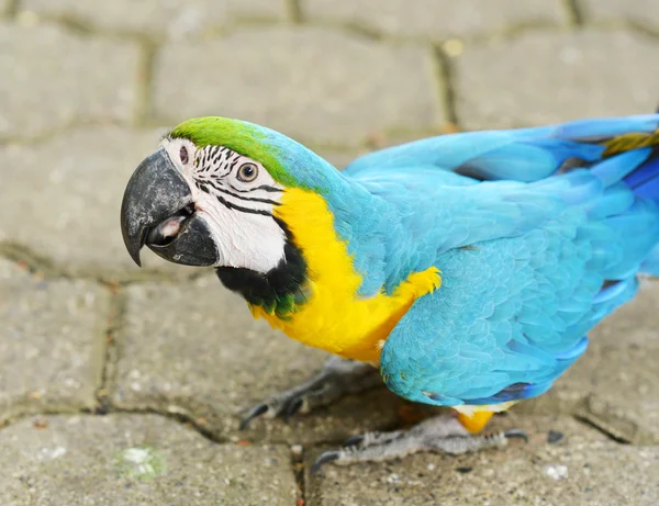 Yellowblue papoušek ara — Stock fotografie