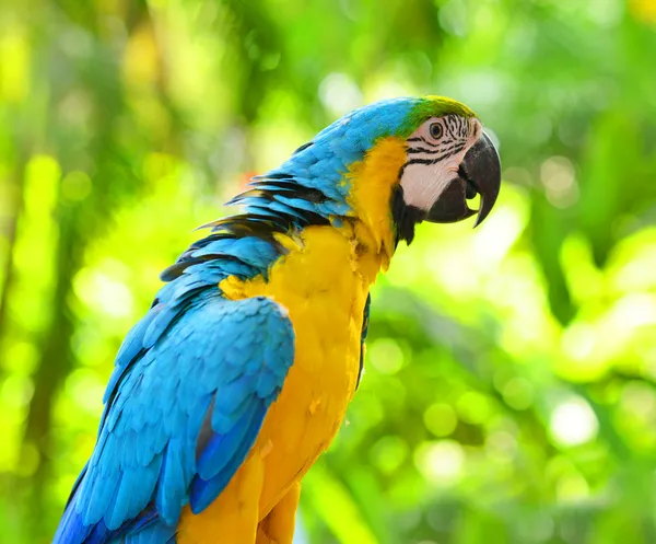 Macaw in nature — Stock Photo, Image