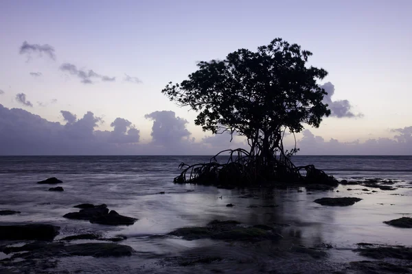 Soluppgång i big pine key (florida, usa) — Stockfoto