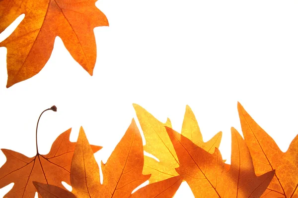 Bright fall leaves background — Stock Photo, Image