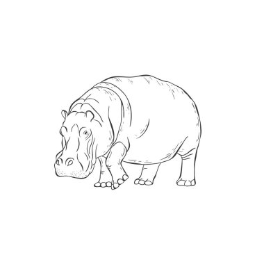 Beyaz arka planda su aygırı. Vektör .