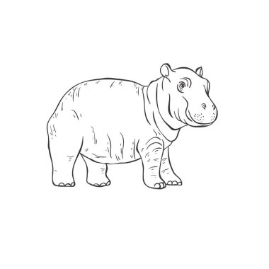 Beyaz arka planda hipopotam bebek. Vektör .