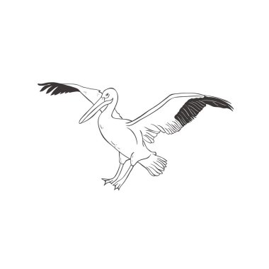 Beyaz arka planda pelikan. Vektör.