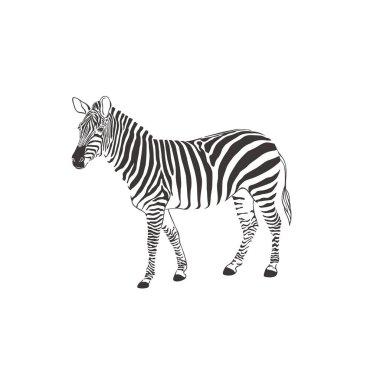 Beyaz arka planda bir zebra. Vektör .