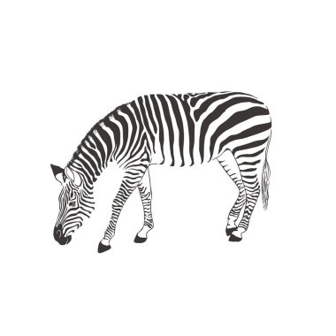 Beyaz arka planda bir zebra. Vektör .