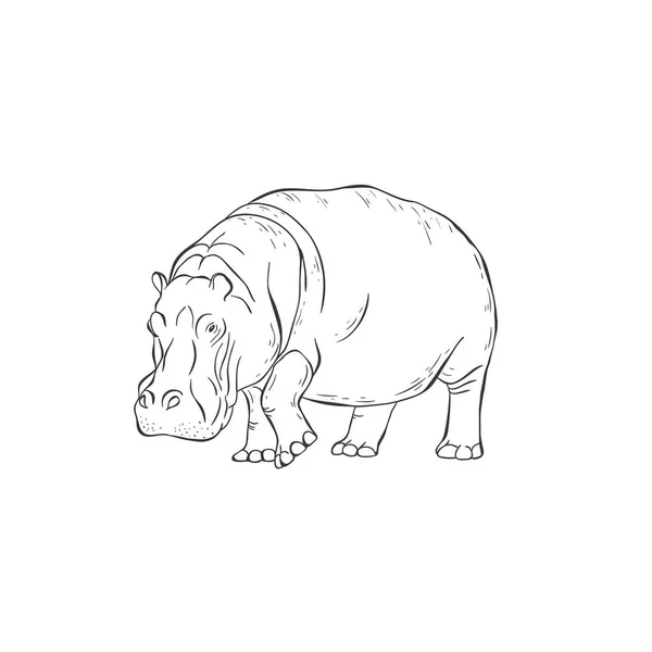 Hipopótamo sobre fondo blanco. Vector . — Vector de stock