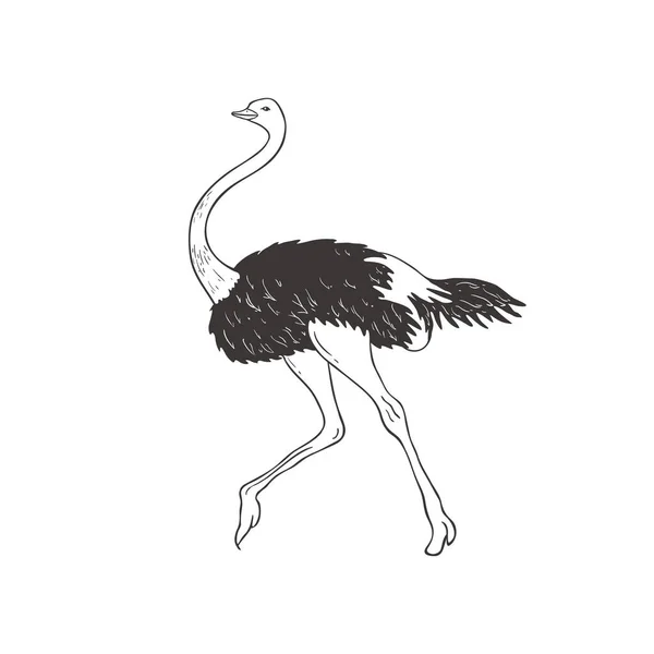 Ostrich, 흰색 배경. Vector . — 스톡 벡터