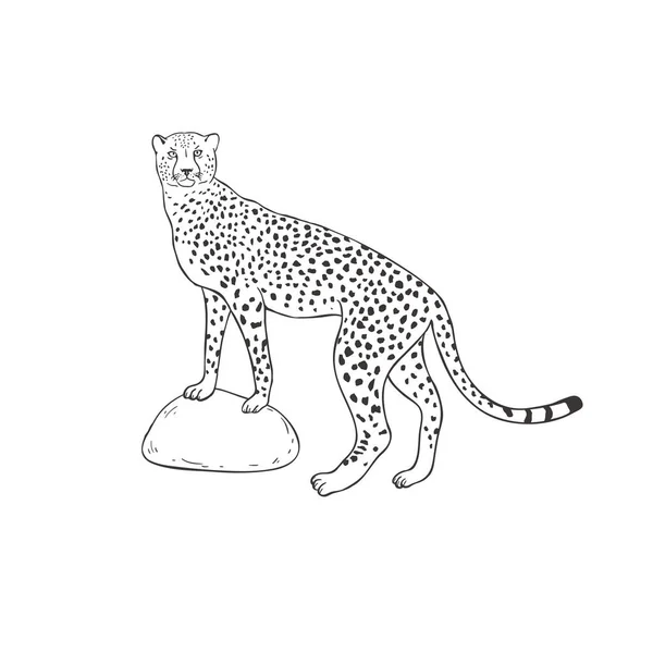 Guépard sur fond blanc. Vecteur . — Image vectorielle