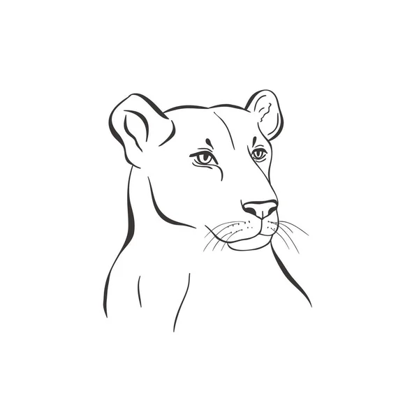 白い背景にライオン。ベクトル . — ストックベクタ