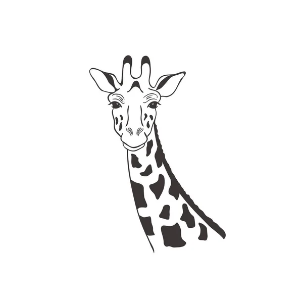 Giraffe auf weißem Hintergrund. Vektor . — Stockvektor