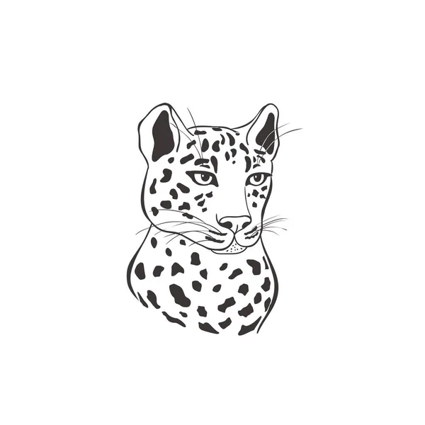 Ocelot sur fond blanc. Vecteur . — Image vectorielle