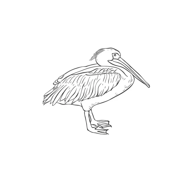 Pelikan auf weißem Hintergrund. Vektor. — Stockvektor