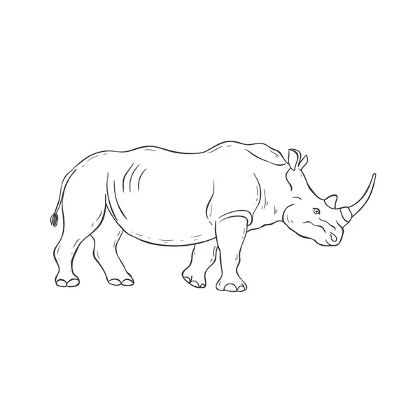 Nashorn auf weißem Hintergrund. Vektor. — Stockvektor