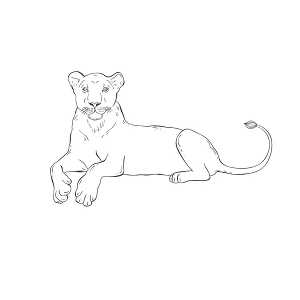 Lioness on white background. Vector . — Stock Vector