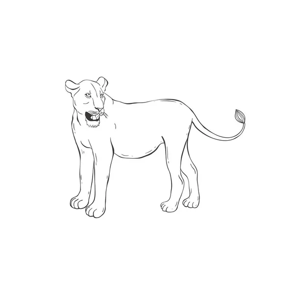 Lioness on white background. Vector . — Stock Vector