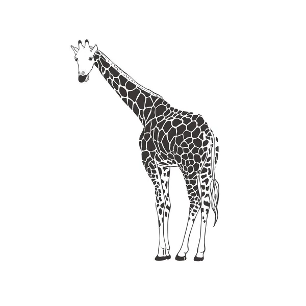 Giraffe auf weißem Hintergrund. Vektor . — Stockvektor