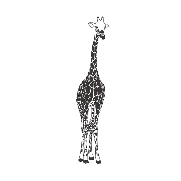 白色背景的长颈鹿。B.病媒 . — 图库矢量图片