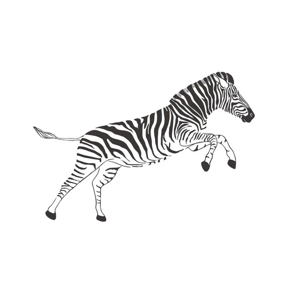 Zebra auf weißem Hintergrund. Vektor . — Stockvektor