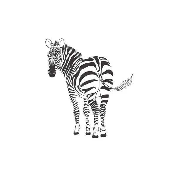 Zebra auf weißem Hintergrund. Vektor . — Stockvektor