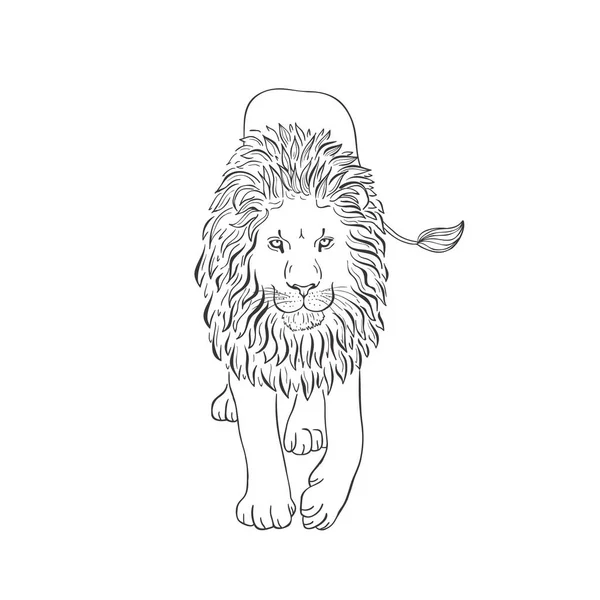 Lion sur fond blanc. Vecteur . — Image vectorielle