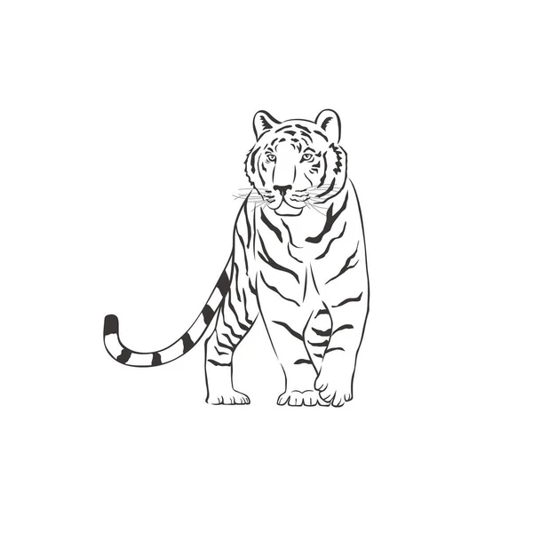 Tijger op witte achtergrond. Vector . — Stockvector