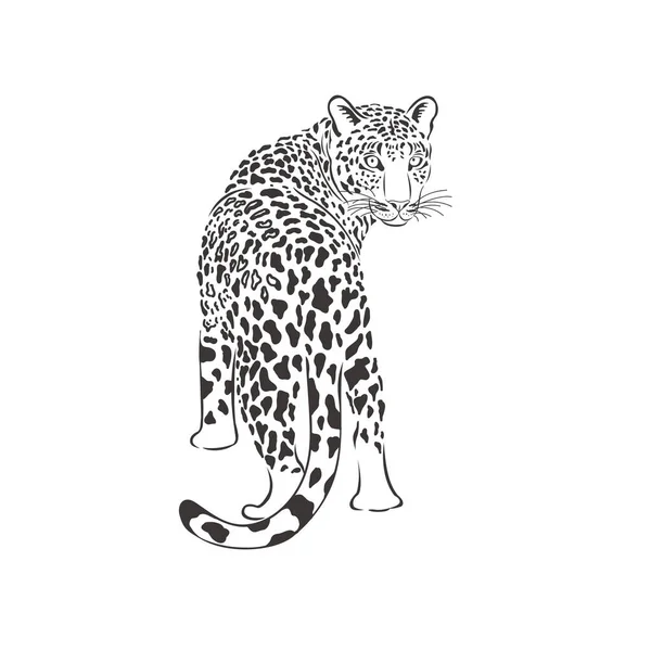 Λεοπάρδαλη σε λευκό φόντο. Διάνυσμα . — Διανυσματικό Αρχείο