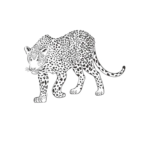 Леопард на белом фоне. Вектор . — стоковый вектор