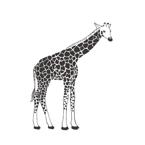 Giraffe op witte achtergrond. Vector . Stockvector