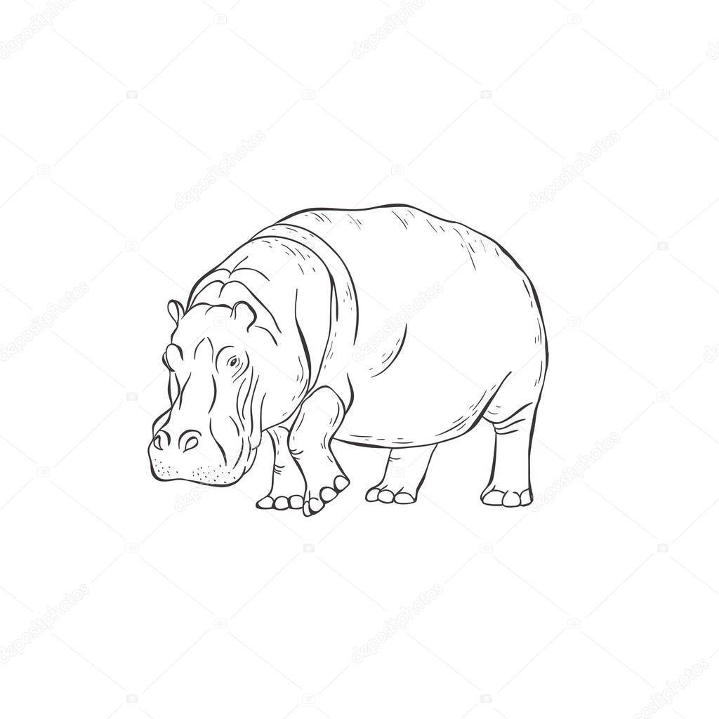 Hippo on white background. Vector .