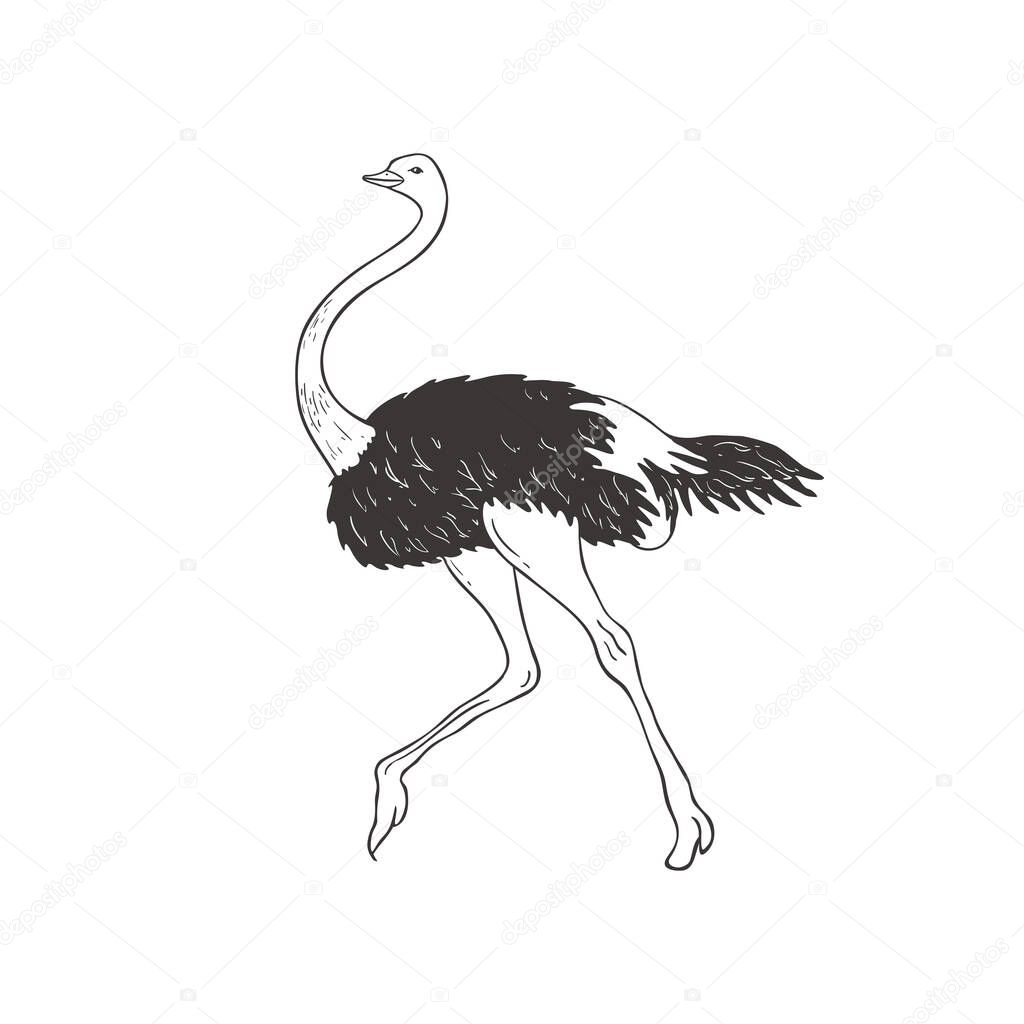 Ostrich on white background. Vector .