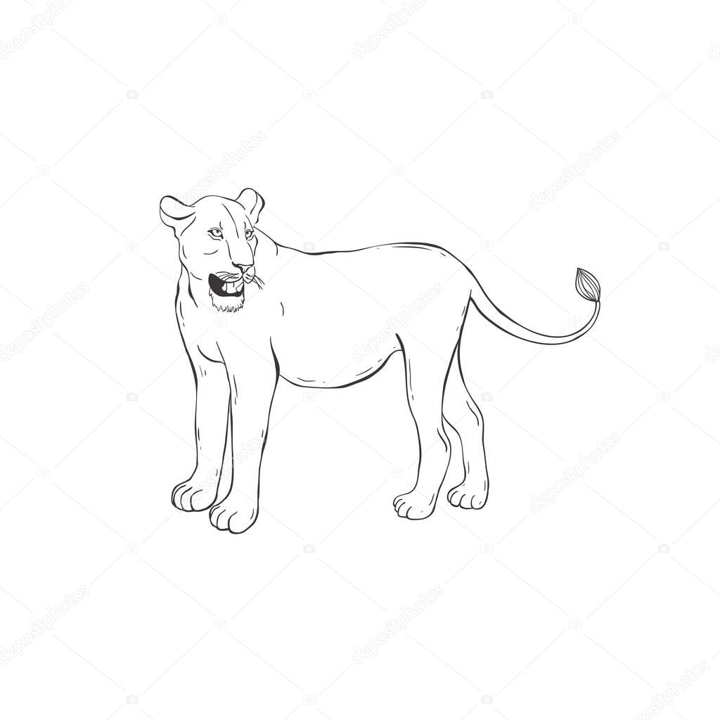 Lioness on white background. Vector .