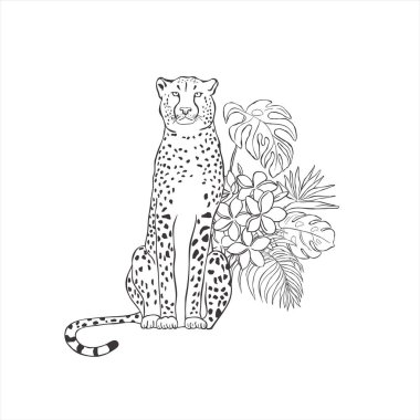 Beyaz arka planda çiçekli çita. Vahşi Hayvan Vektörü. Safari.