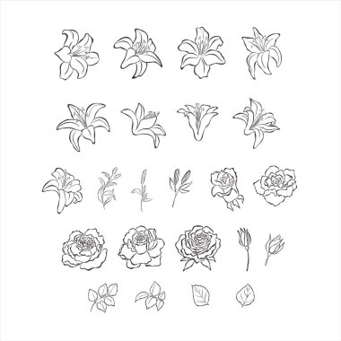 Lily ve Rose çiçekler ve yapraklar beyaz arkaplanda.