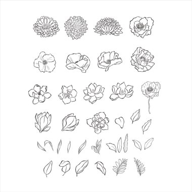 Aster, haşhaş, manolya çiçekleri ve beyaz arka planda yapraklar.