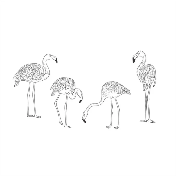 Flamant Rose Sur Fond Blanc Vector Wild Bird Safari — Image vectorielle