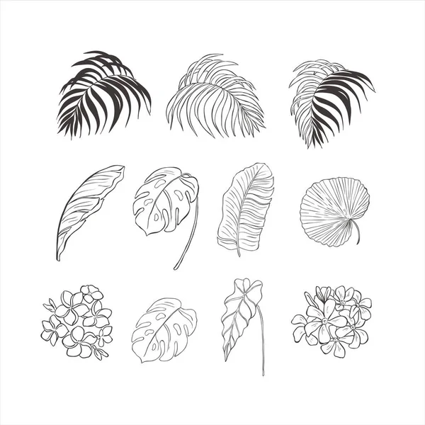 Fleurs et feuilles tropicales sur fond blanc . — Image vectorielle