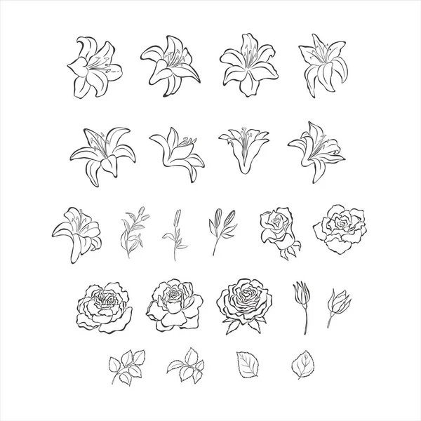 Lily ve Rose çiçekler ve yapraklar beyaz arkaplanda.