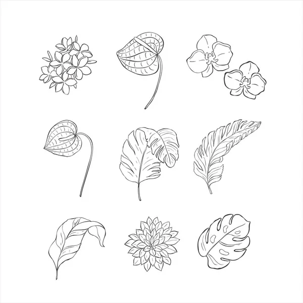 Τροπικά λουλούδια και τα φύλλα σε λευκό φόντο. — Διανυσματικό Αρχείο
