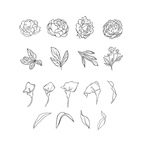 牡丹和愈伤组织在白色背景上的花和叶. — 图库矢量图片